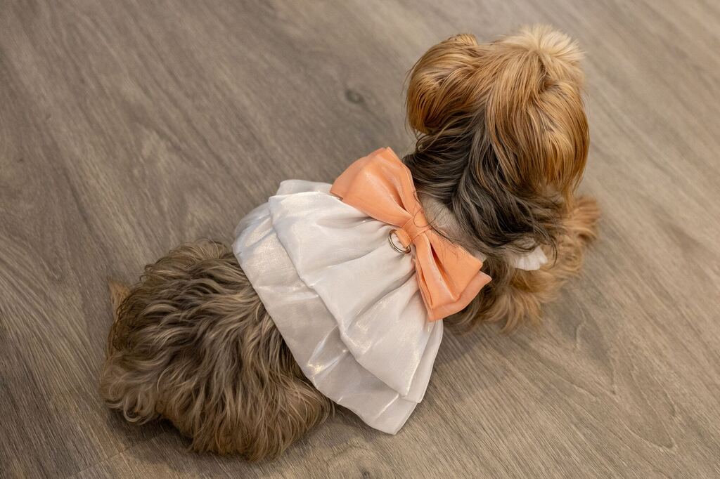 Cão de honra com laço cor de pêssego